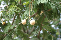 Parkia biglandulosa